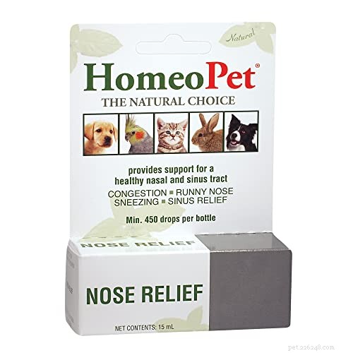What to Do When Your Dog Has a Runny Nose: 5 Proven Steps