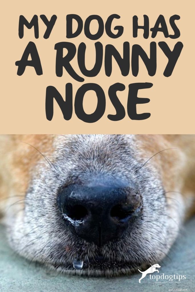What to Do When Your Dog Has a Runny Nose: 5 Proven Steps