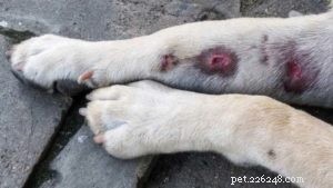 Hydrocortisone Cream for Dogs: Safe Use and Benefits Explained