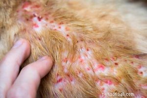 Hydrocortisone Cream for Dogs: Safe Use and Benefits Explained