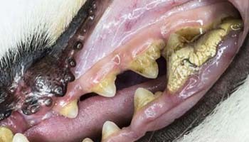 Prevent & Treat Dog Gingivitis: Proven, Science‑Based Strategies for Healthy Gums
