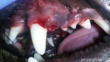 Prevent & Treat Dog Gingivitis: Proven, Science‑Based Strategies for Healthy Gums