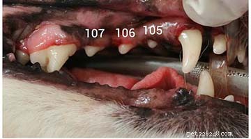 Prevent & Treat Dog Gingivitis: Proven, Science‑Based Strategies for Healthy Gums