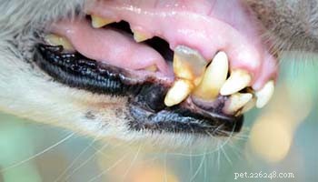 Prevent & Treat Dog Gingivitis: Proven, Science‑Based Strategies for Healthy Gums