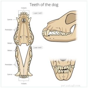Prevent & Treat Dog Gingivitis: Proven, Science‑Based Strategies for Healthy Gums