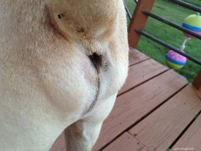 12 Proven Strategies to Prevent and Treat Dog Anal Gland Issues