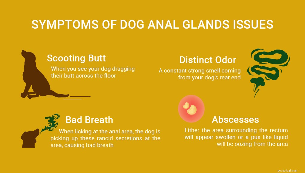 12 Proven Strategies to Prevent and Treat Dog Anal Gland Issues