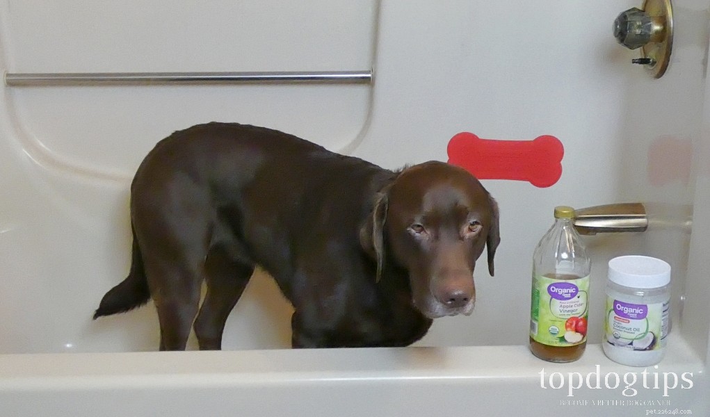 Top 3 Effective Home Remedies for Treating Dog Yeast Infections