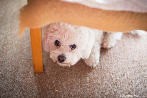 10 Key Signs of Rabies in Dogs & the 3 Critical Stages You Must Know