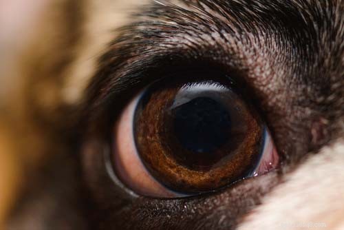 10 Key Signs of Rabies in Dogs & the 3 Critical Stages You Must Know