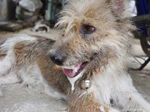 10 Key Signs of Rabies in Dogs & the 3 Critical Stages You Must Know