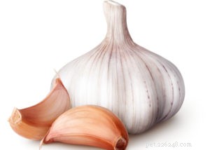 Effective Natural Remedies for Giardia in Dogs: Safe Home Treatments & Prevention Tips