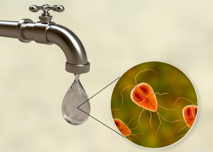 Effective Natural Remedies for Giardia in Dogs: Safe Home Treatments & Prevention Tips