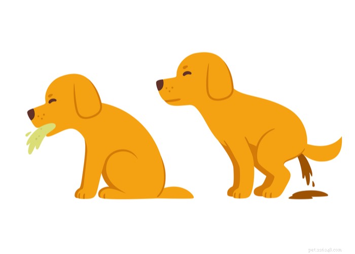 Effective Natural Remedies for Giardia in Dogs: Safe Home Treatments & Prevention Tips