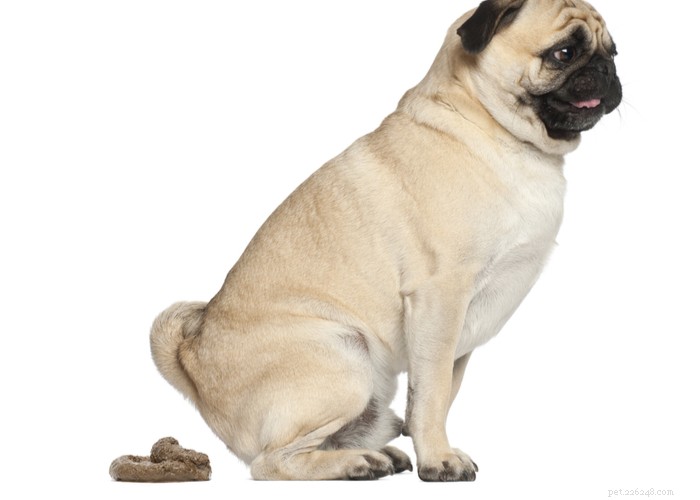 Effective Natural Remedies for Giardia in Dogs: Safe Home Treatments & Prevention Tips