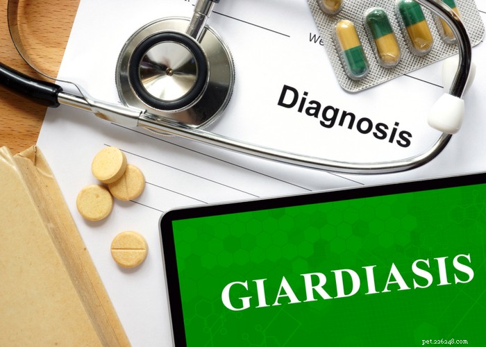 Effective Natural Remedies for Giardia in Dogs: Safe Home Treatments & Prevention Tips