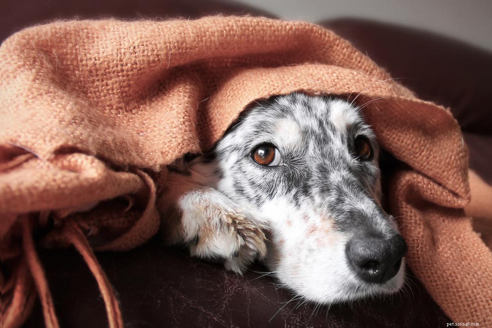Cannabis for Pets: What U.S. Pet Parents Must Know About the Emerging Industry