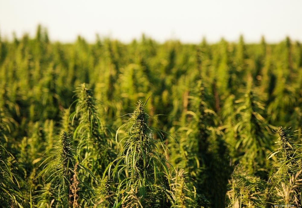 Cannabis for Pets: What U.S. Pet Parents Must Know About the Emerging Industry
