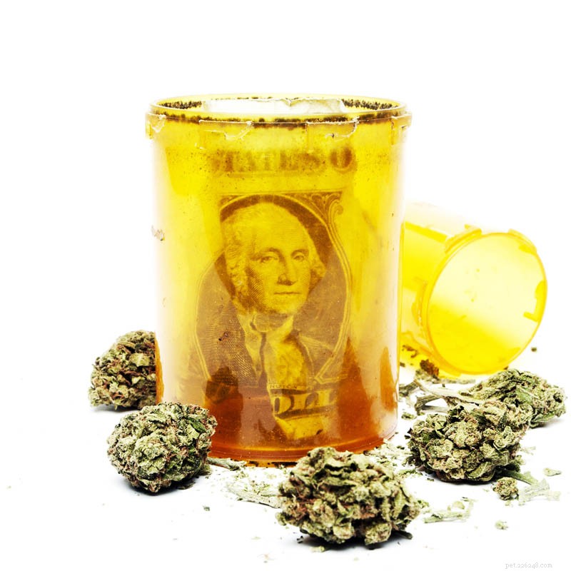 Cannabis for Pets: What U.S. Pet Parents Must Know About the Emerging Industry