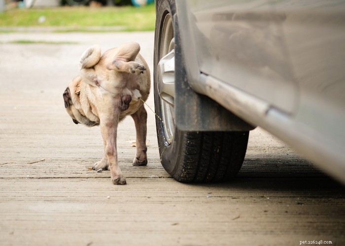 Stop Your Dog from Marking Territory: Proven Strategies for a Clean, Calm Home