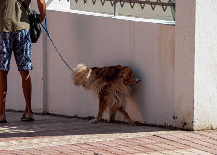 Stop Your Dog from Marking Territory: Proven Strategies for a Clean, Calm Home