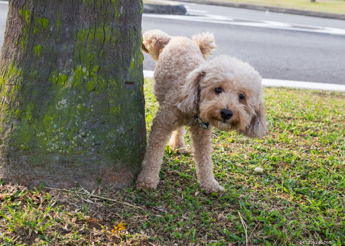 Stop Your Dog from Marking Territory: Proven Strategies for a Clean, Calm Home