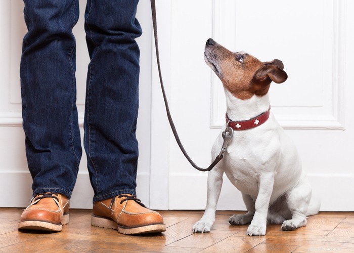 Stop Your Dog from Marking Territory: Proven Strategies for a Clean, Calm Home