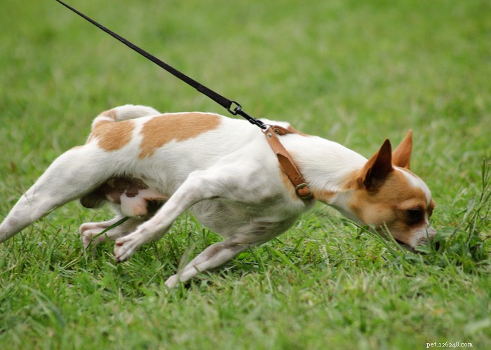 Stop Your Dog from Marking Territory: Proven Strategies for a Clean, Calm Home