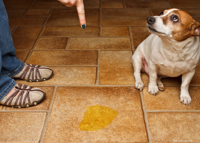 Stop Your Dog from Marking Territory: Proven Strategies for a Clean, Calm Home