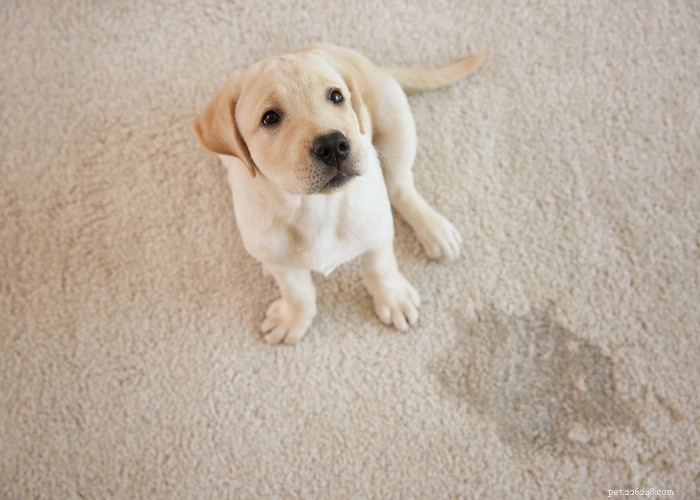 Stop Your Dog from Marking Territory: Proven Strategies for a Clean, Calm Home