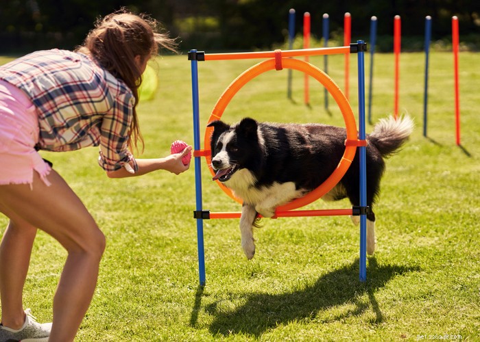 Stop Your Dog from Marking Territory: Proven Strategies for a Clean, Calm Home