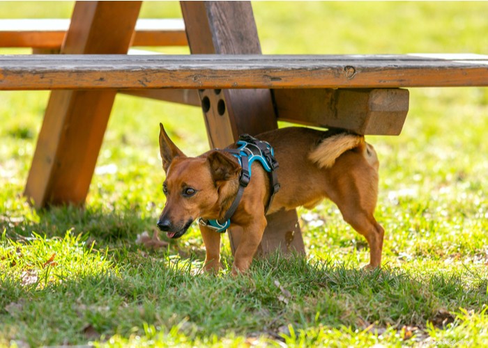 Stop Your Dog from Marking Territory: Proven Strategies for a Clean, Calm Home