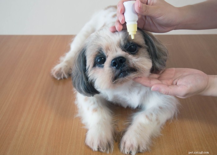 Effective Natural Home Remedies for Treating Cataracts in Dogs