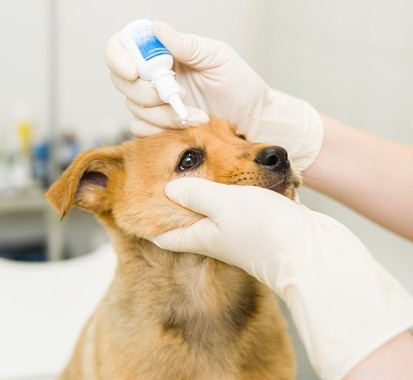 Effective Natural Home Remedies for Treating Cataracts in Dogs