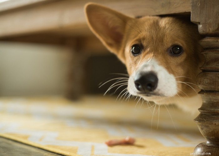 Using Dog Sedatives to Alleviate Grooming Anxiety: A Safe and Responsible Approach