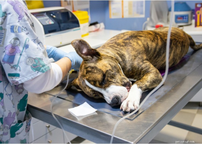 Using Dog Sedatives to Alleviate Grooming Anxiety: A Safe and Responsible Approach