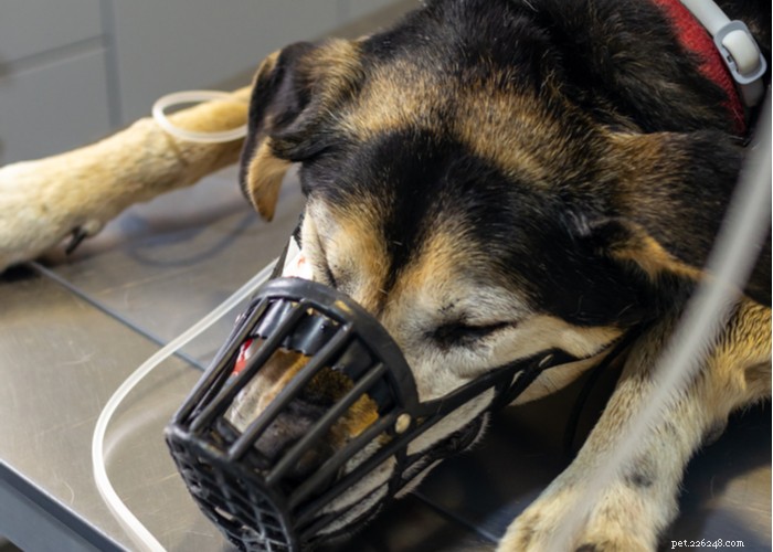Using Dog Sedatives to Alleviate Grooming Anxiety: A Safe and Responsible Approach