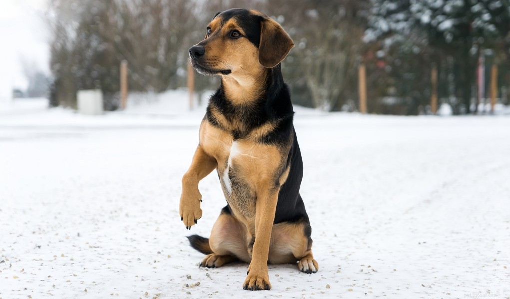 Safe Pain Relief Options for Your Dog: What to Give
