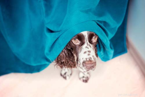 Why CBD Benefits Dogs: 9 Proven Reasons & Safe Administration Tips