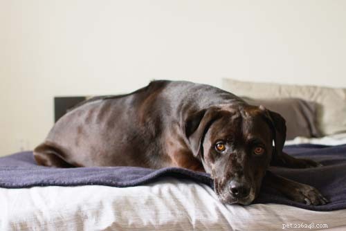Why CBD Benefits Dogs: 9 Proven Reasons & Safe Administration Tips