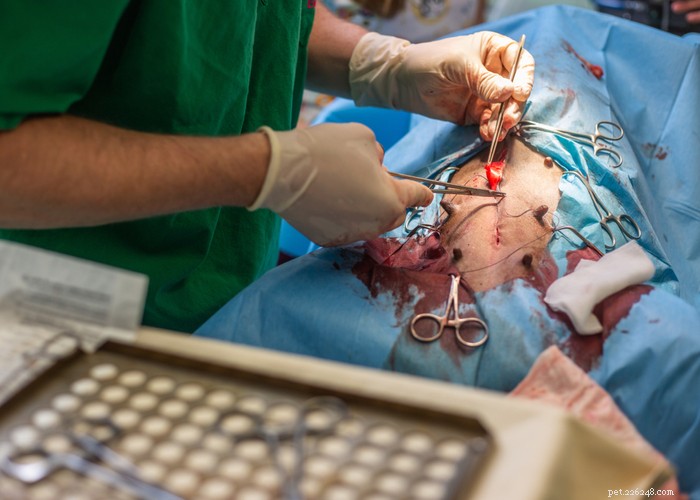 Expert Guide: The Optimal Timing for Spaying and Neutering Your Dog