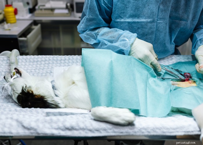 Expert Guide: The Optimal Timing for Spaying and Neutering Your Dog