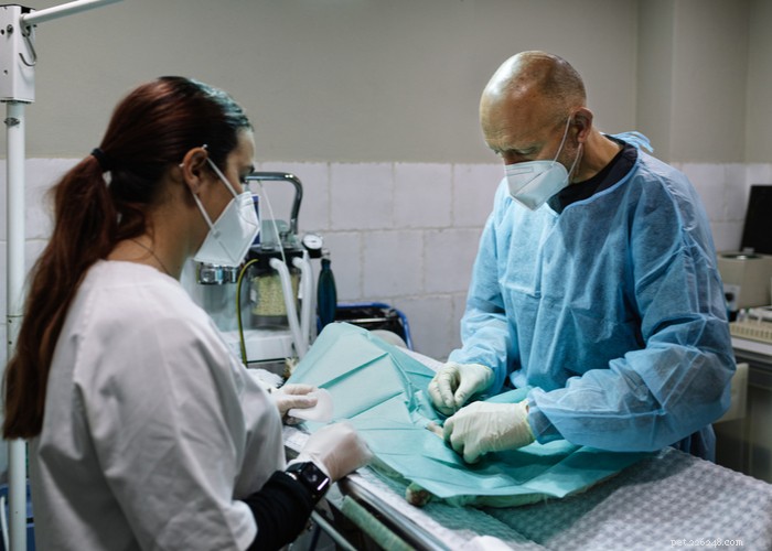 Expert Guide: The Optimal Timing for Spaying and Neutering Your Dog