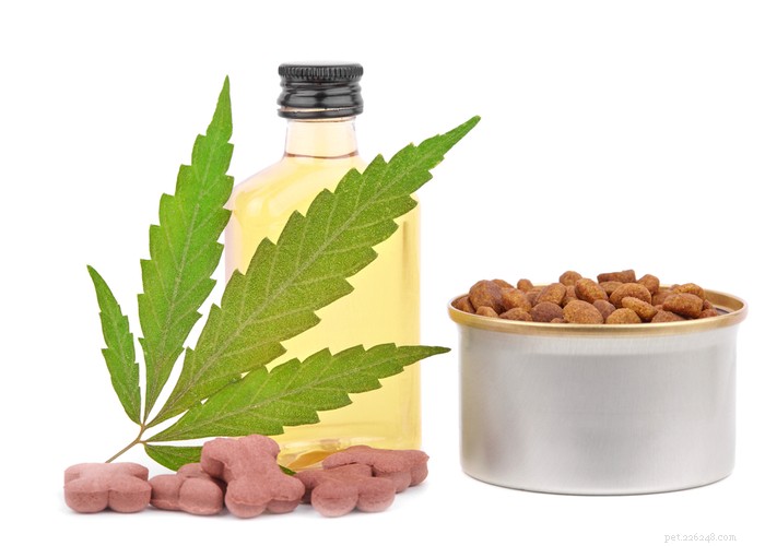 Veterinarians Reveal Insights on CBD Oil for Dogs: Expert Opinions & FAQs