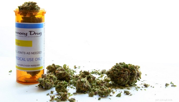Medical Cannabis Restores Mobility and Comfort for Senior Dog with Arthritis