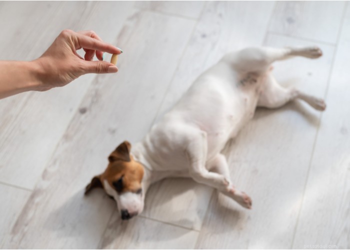 Dog Supplements: Are Vitamins Really Worth It? Pros & Cons Explained