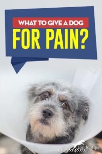 Safe Pain Relief Options for Dogs: A Guide for Owners
