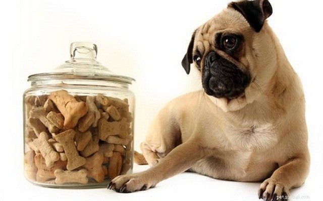 Colorado Company Gearing Up to Release CBD-Infused Pet Treats Nationwide