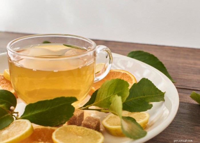 Top 10 Natural Diuretics for Dogs: Safe Foods, Herbs, and Supplements