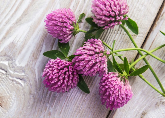 Top 10 Natural Diuretics for Dogs: Safe Foods, Herbs, and Supplements